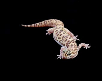 Adult Male Western Banded Gecko (Coleonyx variegatus) - Photographic Print