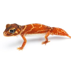 Könnte beinhalten: Nahaufnahme eines Geckos mit rot-orangefarbenem Körper und gemustertem Rücken. Der Gecko hat einen kleinen Kopf, dunkle Augen und kurze Beine. Der Schwanz ist mit weißen Punkten versehen. Der Hintergrund ist schlicht weiß.