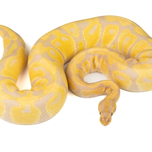 May include: A yellow and tan ball python snake is coiled on a white background. The snake's pattern is a mix of yellow and light tan, with a smooth, scaled texture. The snake's head is visible, with its eyes and nostrils.