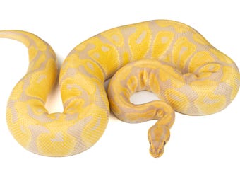 Pyton kulisty lawendowy albinos (Python regius) - druk fotograficzny