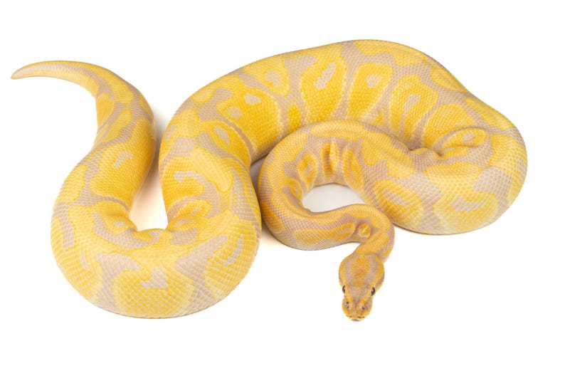 Puede incluir: Una serpiente pit&oacute;n bola amarilla y beige est&aacute; enrollada sobre un fondo blanco. El patr&oacute;n de la serpiente es una mezcla de amarillo y beige claro, con una textura suave y escamosa. La cabeza de la serpiente es visible, con sus ojos y fosas nasales.