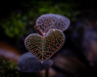 Jewel Orchid (Anoectochilus roxburghii) - Photographic Print