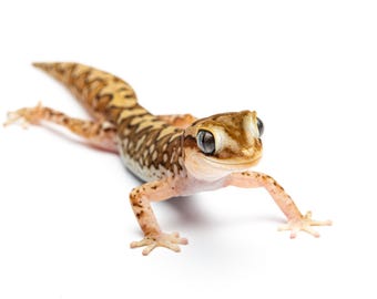 Adult Ranges Stone Gecko (Diplodactylus furcosus) - Photographic Print