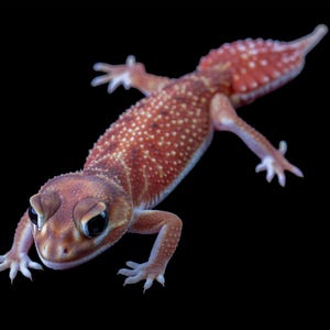 Puede incluir: Primer plano de un gecko con cuerpo marrón rojizo y manchas blancas. El gecko tiene una cabeza redondeada, ojos oscuros y patas pequeñas con garras. El fondo es negro.
