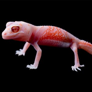 Op de afbeelding: Een lichtroze gekko met rode ogen en een rood-wit gestippeld patroon op zijn rug. De gekko heeft kleine, witte klauwen en staat tegen een zwarte achtergrond.