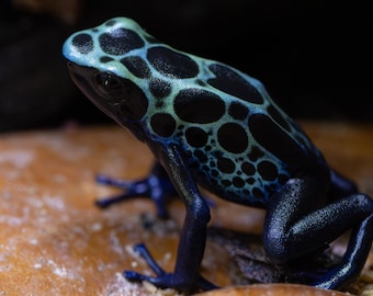 Subadult Dendrobates tinctorius 'Green Sipaliwini' - Fotografiskt tryck