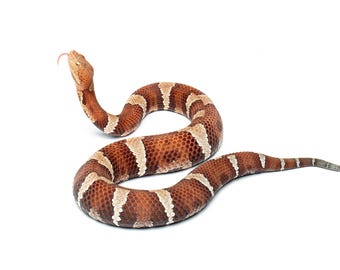 Cabeza de cobre adulta de Trans-Pecos (Agkistrodon contortrix pictigaster) - Impresión fotográfica