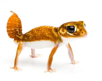 Adult Male Pilbara Smooth Knob-tailed Gecko (Nephrurs levis pilbarensis) in Defensive Posture - Photographic Print