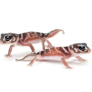 May include: Two small geckos with brown and white spotted patterns on their backs and reddish-brown stripes. They have large, dark eyes and are set against a white background. The geckos are in a side-by-side pose.