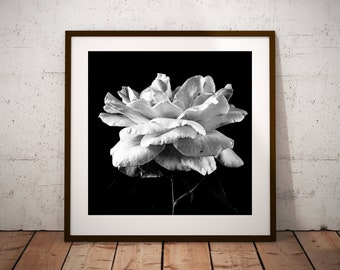 Moody Rose Photographic Digital download, Dark Photo Printable, Botanical,Interior Decorating Digital, black and white print, garden