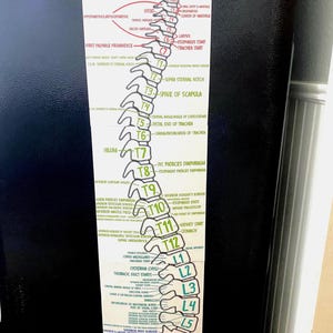 INSTANT DOWNLOAD- Spinal Levels for Radiation Therapy