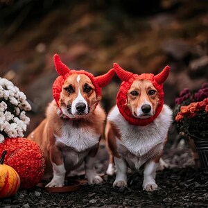 May include: Two Corgi dogs wearing bright red crocheted hats with pointed devil horns. The dogs have tan and white fur, and the hats feature a textured knit pattern that fits snugly around their heads and ears, framing their faces.