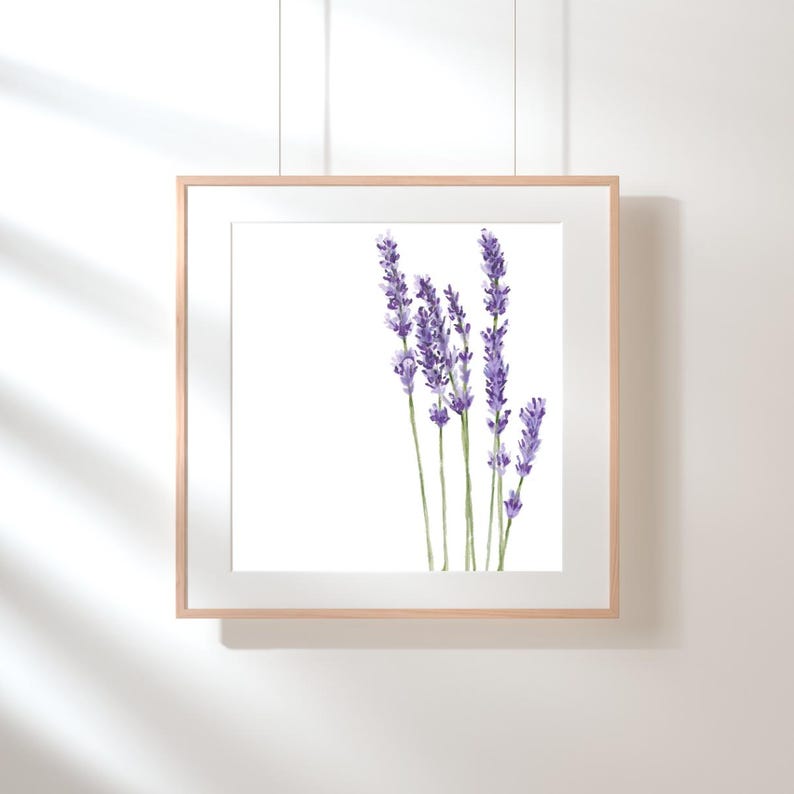 Beautiful Illustration of Lavender, Easy to Download, Print at Home