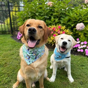 May include: Two Labrador Retrievers sitting on green grass, both wearing blue bandanas with a cartoon character design. One dog is golden, the other is white. They are in front of a garden with pink and yellow flowers.