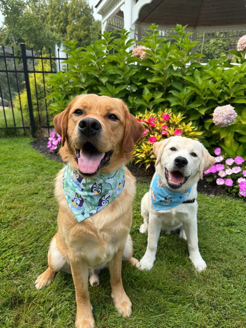 May include: Two Labrador Retrievers sitting on green grass, both wearing blue bandanas with a cartoon character design. One dog is golden, the other is white. They are in front of a garden with pink and yellow flowers.