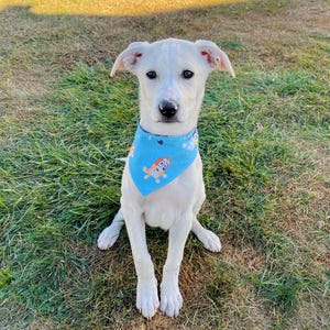 May include: A white dog wearing a light blue bandana with cartoon characters. The dog is sitting on green grass in natural sunlight. The bandana has a cartoon design.
