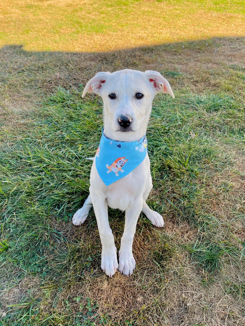 May include: A white dog wearing a light blue bandana with cartoon characters. The dog is sitting on green grass in natural sunlight. The bandana has a cartoon design.