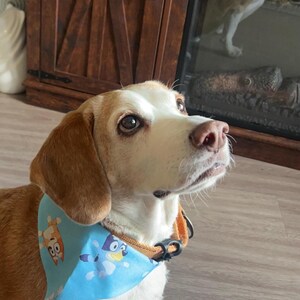 May include: A Beagle dog with a white and tan coat, wearing a light blue bandana featuring cartoon characters. The dog has brown eyes and a pink nose. The bandana is secured with a black clasp.