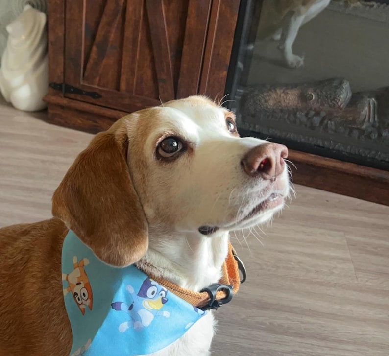 May include: A Beagle dog with a white and tan coat, wearing a light blue bandana featuring cartoon characters. The dog has brown eyes and a pink nose. The bandana is secured with a black clasp.