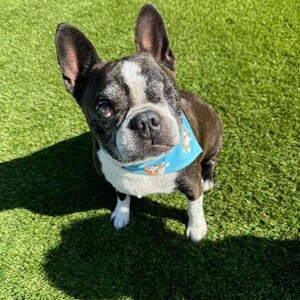 May include: A Boston Terrier dog with a black and white coat and a blue bandana with a cartoon design. The dog is sitting on green artificial turf and looking at the camera. The dog has one visible eye.