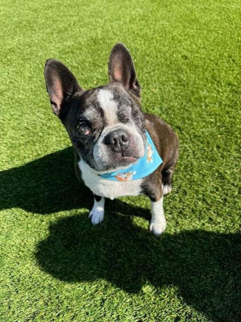 May include: A Boston Terrier dog with a black and white coat and a blue bandana with a cartoon design. The dog is sitting on green artificial turf and looking at the camera. The dog has one visible eye.