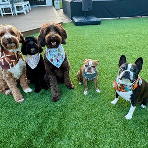 May include: Five dogs of various breeds sit on green turf. The dogs wear bandanas with different patterns, including a football, floral, and holiday designs. The dogs are brown, black, and white.