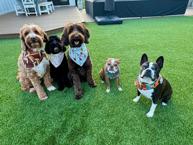 May include: Five dogs of various breeds sit on green turf. The dogs wear bandanas with different patterns, including a football, floral, and holiday designs. The dogs are brown, black, and white.