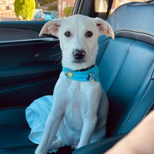 May include: A white dog with brown eyes wearing a blue bandana with cartoon characters sits in a car. The dog is the primary focus, with the car's interior and the outside environment visible in the background.