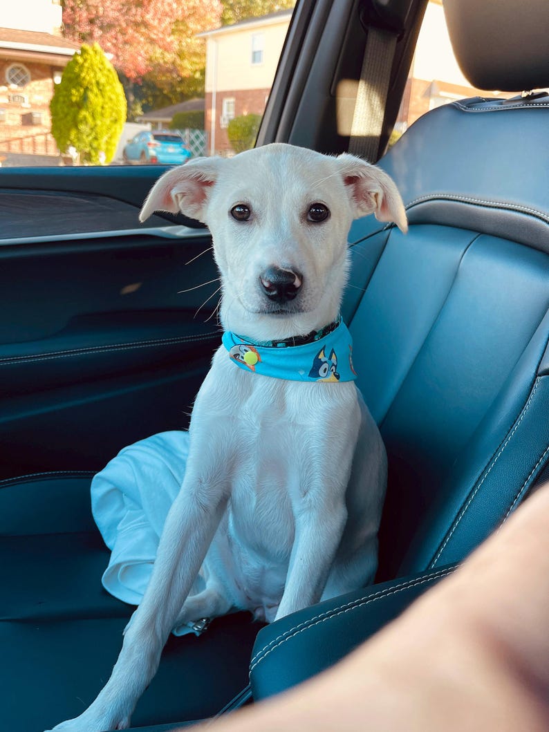 May include: A white dog with brown eyes wearing a blue bandana with cartoon characters sits in a car. The dog is the primary focus, with the car's interior and the outside environment visible in the background.