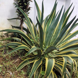 Agava Americana