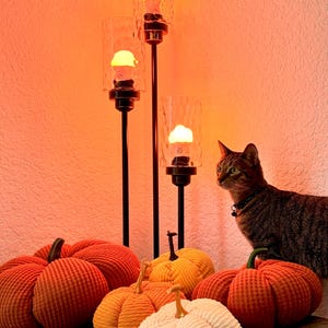 May include: Four corduroy pumpkins in orange, white, and yellow with a cat looking at them. The pumpkins are sitting on a brown surface in front of a candle holder with three lit candles.