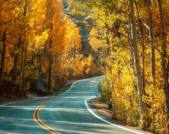 Autum leaves of Bishop Creek, California.
