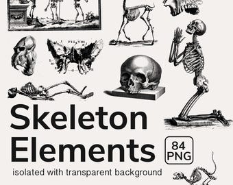 Vintage Skeleton Clipart | Gothic Skull PNG, Spooky Halloween Collage & Dark Art Elements