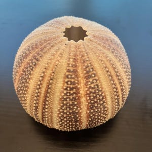 Vintage MCM Mid Century Sea Urchin Shell Shade ONLY
