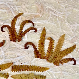 25 Pressed Fall Fern Tips image 2