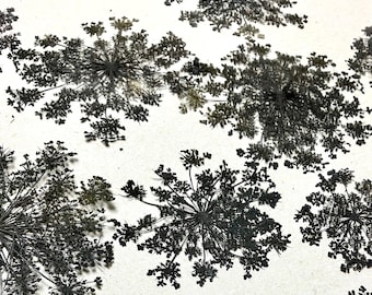 Black Pressed Queen Anne's Lace, 15 Whole Pressed Dyed Flowers