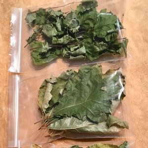 Dried Whole Leaves, Oak, Ash and Hawthorn Leaf image 2
