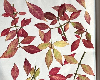 Pressed Red Euonymus Leaves