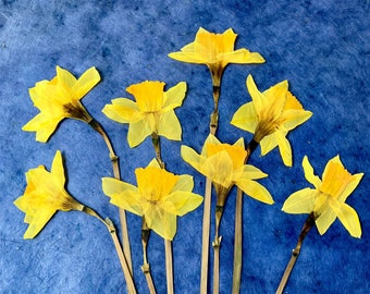 Pressed Daffodils, 12 Whole Long Stemmed Daffodils, Yellow Jonquil