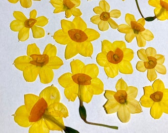 25 Pressed Miniature Daffodils, Tiny Love of Venus Daffodils