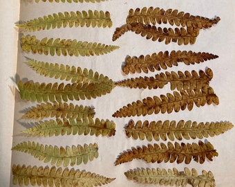 25 Pressed Fall Fern Tips