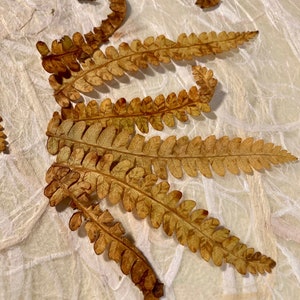 25 Pressed Fall Fern Tips image 6