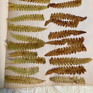 25 Pressed Fall Fern Tips image 1