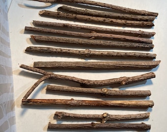 Elder Wood Sticks, Sambucus Canadensis