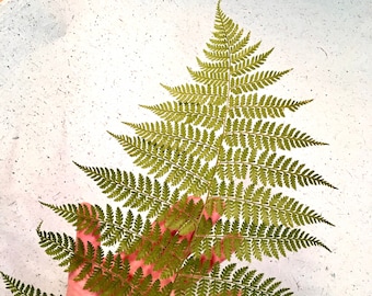 Extra Large Pressed Ferns, Wood and Christmas Ferns, Pressed Whole Green Fern