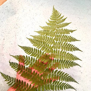 May include: A green fern frond with delicate, feathery leaves. The frond is held in a hand, with the background a light, textured surface.
