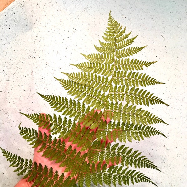 Extra Large Pressed Ferns, Wood and Christmas Ferns, Pressed Whole Green Fern