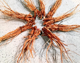 May include: A collection of dried, light brown roots bundled together with twine. The roots are arranged in a starburst pattern on a white surface.