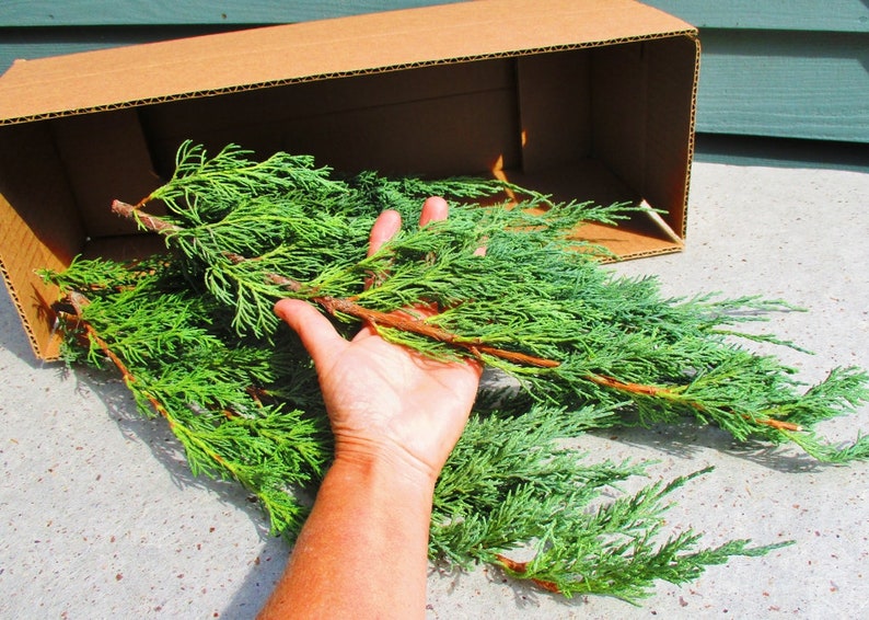 Fresh Cut Red Cedar Branches Juniperus Virginiana Etsy