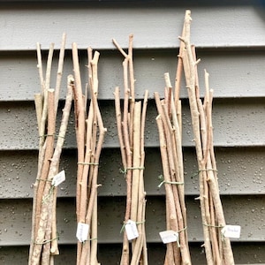 8 Hazelnut Wood Sticks